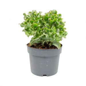کراسولا (Crassula ovata)
