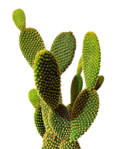 کاکتوس (Cactaceae)
