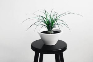 لیندا (Beaucarnea recurvata)