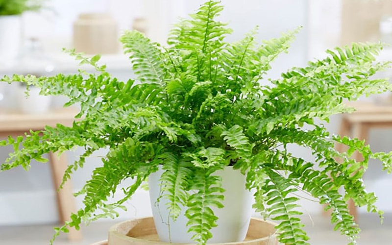 سرخس دوشیزه Maidenhair) Fern)