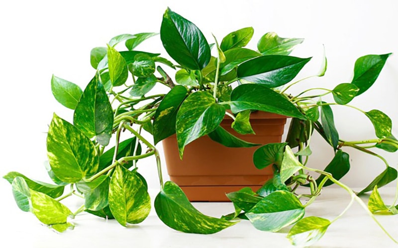 پتوس (Pothos)