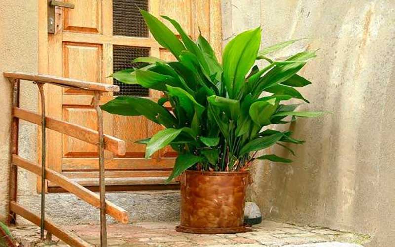گیاه راه پله عبایی برای تزیین