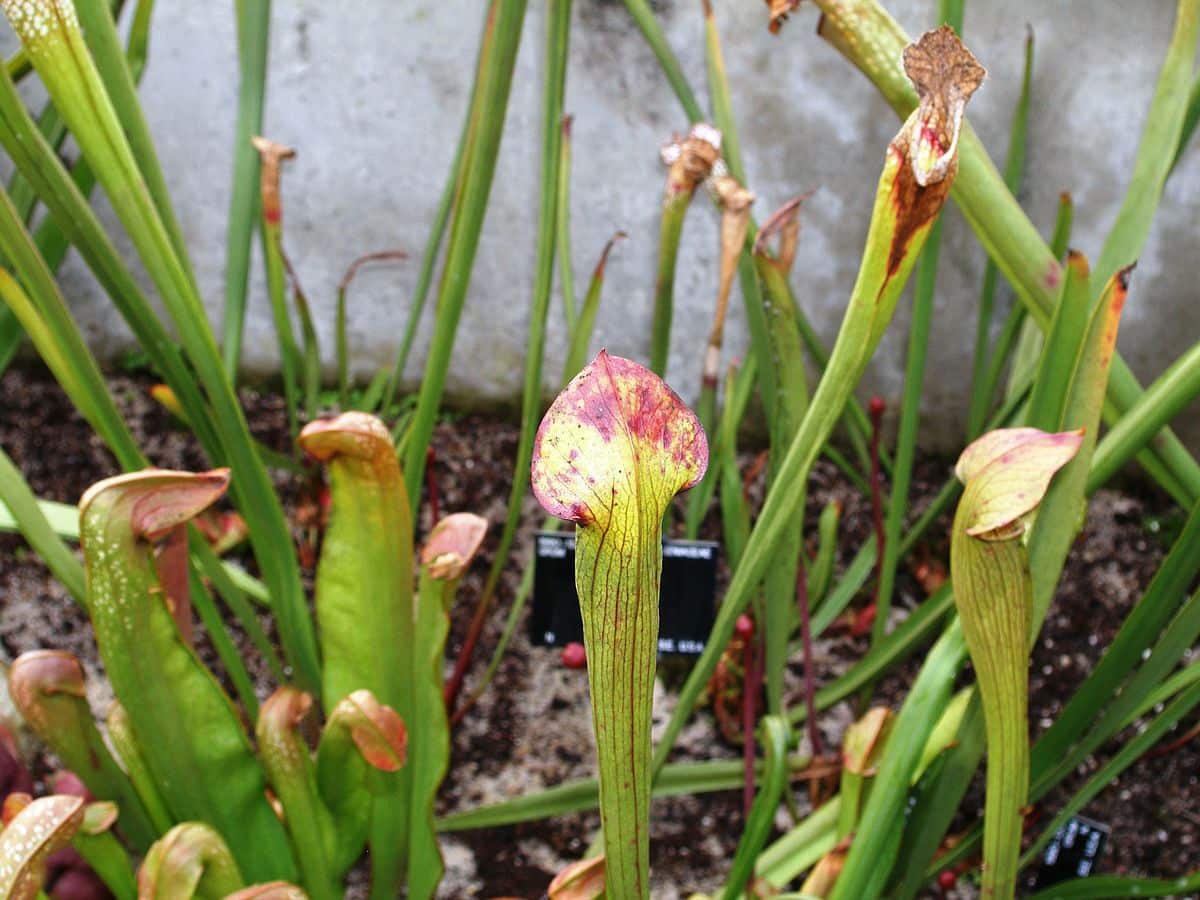گیاه ساراسنیا Sarracenia