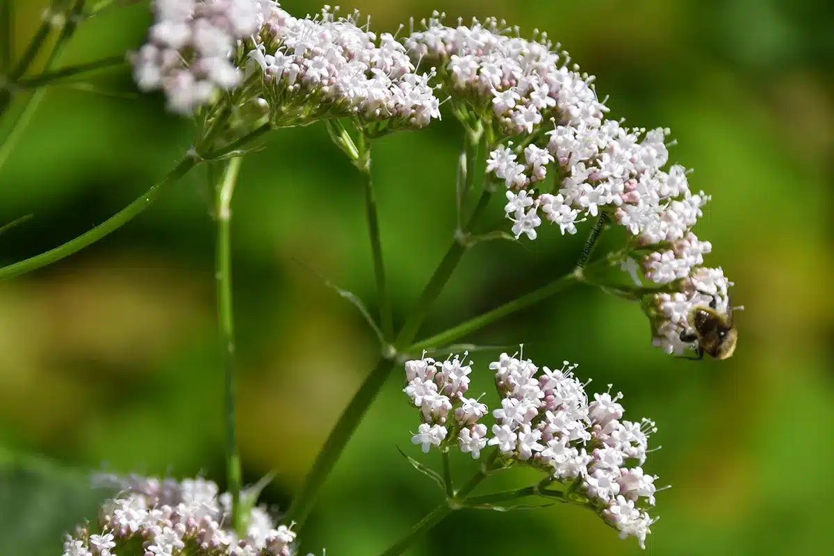 Valeriana officinalis یا علف گربه