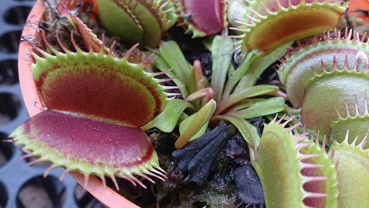 ونوس حشره‌خوار  (Venus flytrap)