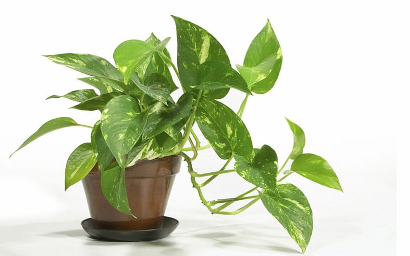 پوتوس از گیاهان همیشه سبز